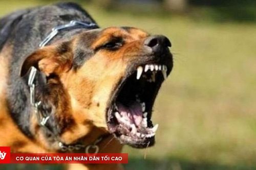 Quy định mới về nuôi chó, mèo và trách nhiệm bồi thường khi cắn người