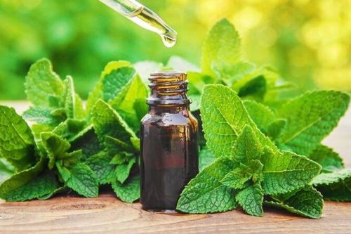 Chuyên gia lưu ý về cảm giác'mát ảo' khi dùng các sản phẩm chứa tinh dầu bạc hà