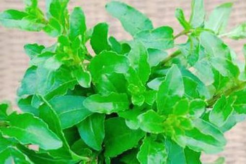 Đừng chỉ ăn quả, lá loại cây này quý như 'nhân sâm của nhà nghèo', nhiều người không biết mà ăn