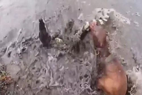 CLIP: Đụng độ 2 con chó Pitbull, cá sấu bị kết liễu trong vòng 'một nốt nhạc'