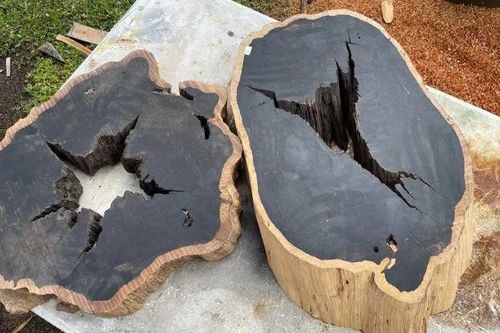 Khám phá loại gỗ được mệnh danh là báu vật ngàn năm, một tấm gỗ trị giá cả căn hộ cao cấp
