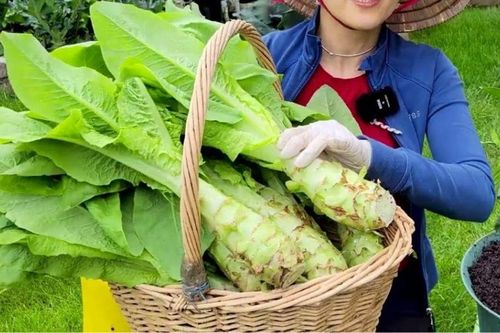 4 loại rau mọc hoang đắt hơn thịt, xưa không ai thèm ngó giờ cả triệu đồng/1kg