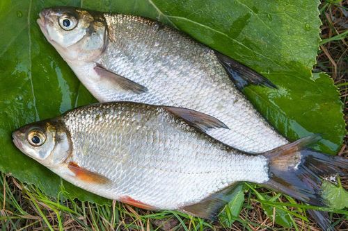 Loại cá ở miền Tây suýt tuyệt chủng bỗng 'hồi sinh', mang doanh thu chục tỷ mỗi năm