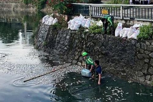 Nghệ An: Vì sao cá chết trắng trên kênh hào thành cổ Vinh?
