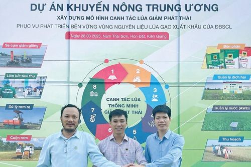 Hiệu quả của Đầu Trâu Bio-Canxi trong sản xuất lúa bền vững