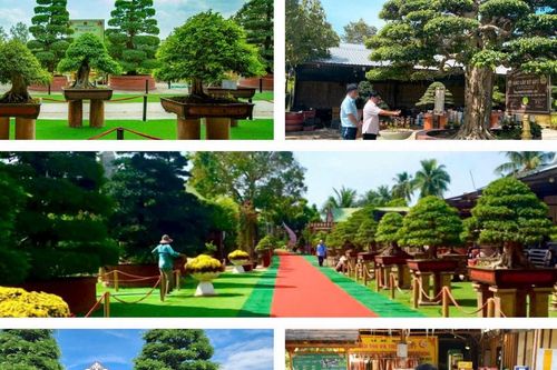 Đồng Tháp: Độc đáo nghi thức 'xin lỗi, cảm ơn' cây ở Bảo tàng Bonsai Sa Đéc