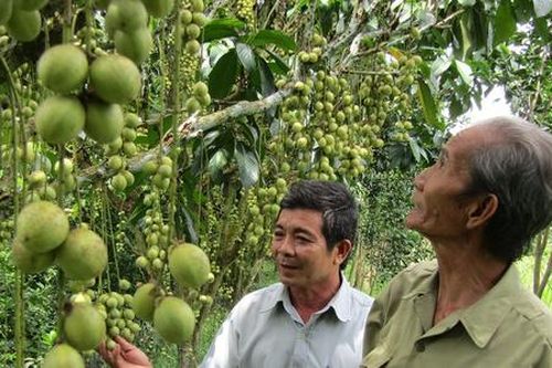 Tăng thu nhập cho nông dân nhờ mô hình HTX nông nghiệp kiểu mới