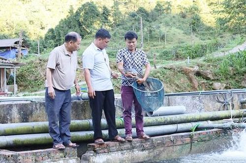 Trồng chè, nuôi cá tầm và cách làm giàu của nông dân, HTX ở Tuyên Quang