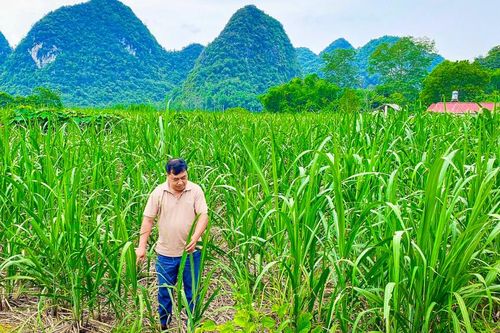 Nông dân thoát nghèo, làm giàu bền vững từ cây mía