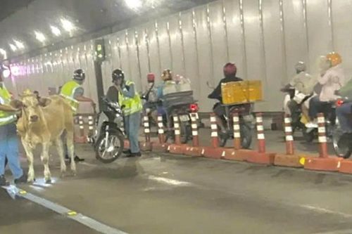 Phạt người chủ để bò chạy lạc vào hầm sông Sài Gòn