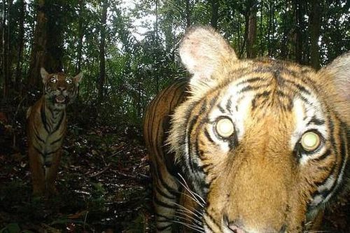 Loài vật quý hiếm bậc nhất hành tinh: Còn chưa đến 150 cá thể hoang dã, 'cực kỳ nhút nhát'