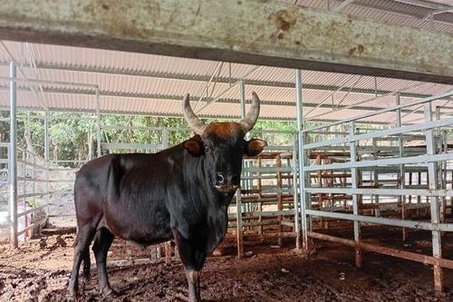 Đàn bò tót lai quý hiếm ở Khánh Hòa vẫn khỏe mạnh, hình ảnh ốm trơ xương trên mạng là từ nhiều năm trước
