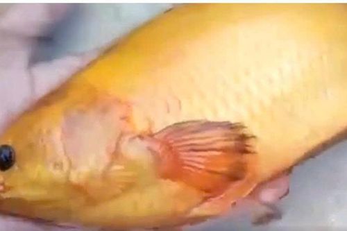 Clip 'kỳ ngư' cá rô vàng quẫy đuôi lóng lánh