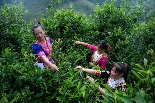 Giữ rừng shan tuyết cổ thụ