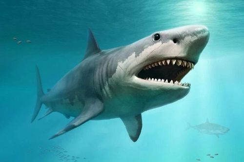 Bằng chứng gây sốc cá mập khổng lồ Megalodon còn sống dưới đại dương