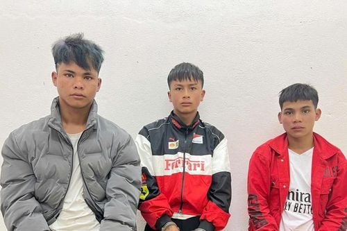Bắt 3 đối tượng nhổ trộm gần 300 gốc sâm Ngọc Linh ở Đà Nẵng