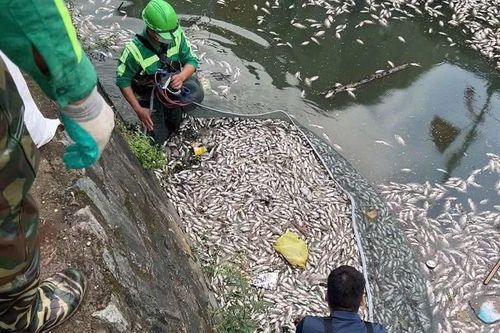 Giăng lưới vớt cá chết nổi trắng trên kênh hào thành cổ Vinh