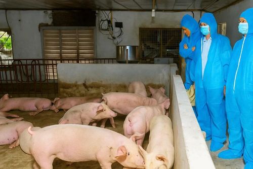 Tiêu hủy hơn 13.000 con lợn do dịch tả châu Phi tại Ninh Bình
