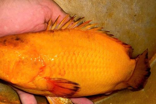 Độc lạ miền Tây: Người dân Cần Thơ câu được cá rô vàng óng ánh