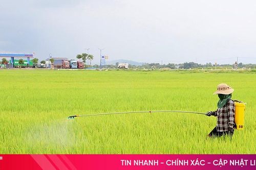 Nông dân Hà Tĩnh bảo vệ lúa hè thu 'thời điểm vàng'