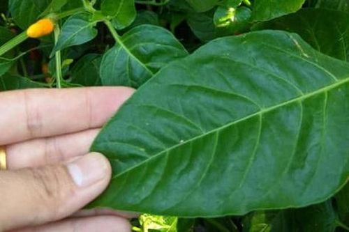 Đừng chỉ ăn quả, lá loại cây này quý như 'nhân sâm người nghèo', ở quê mọc um tùm