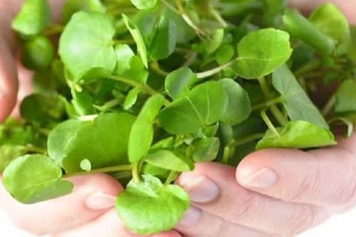 2 loại rau dễ là nơi 'tổ ký sinh trùng' ẩn náu, nhất cái số 1 nhiều người mê tít