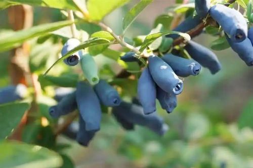 'Ngón tay quỷ' mọc trên cây, ngắt bán thu hơn nửa triệu/kg
