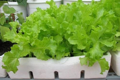 Bí quyết trồng xà lách trong thùng xốp bằng phương pháp hữu cơ cực đơn giản