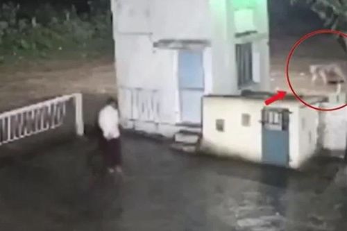 CLIP: Đụng độ sư tử lúc nửa đêm, người đàn ông nhận kết cục khó tin