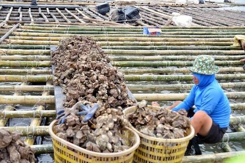 Giá hải sản tại Hàn Quốc đang tăng vọt
