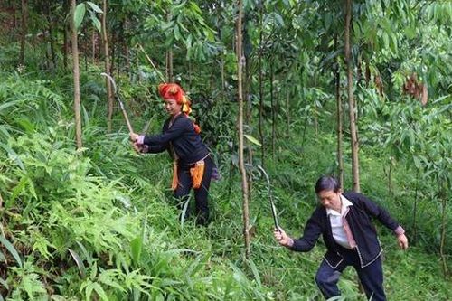 Hiệu quả từ mô hình trồng quế hữu cơ
