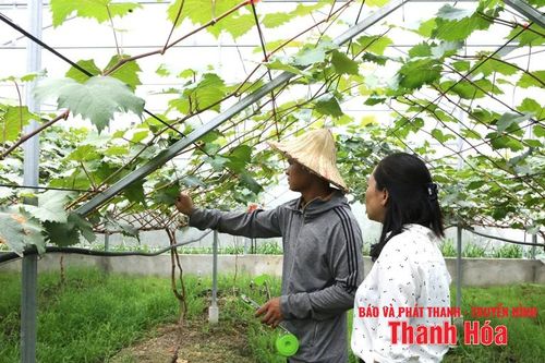 Chú trọng công tác dự tính, dự báo dịch bệnh trong sản xuất nông nghiệp