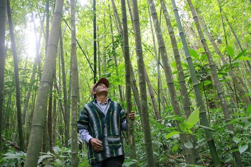 Thanh Hóa phát triển sản phẩm tre luồng thành 'vàng xanh', vươn ra thị trường quốc tế
