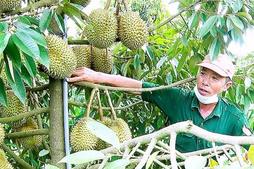 Ngọt thơm mùa quả chín