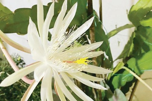 Chờ đón nụ cười quỳnh
