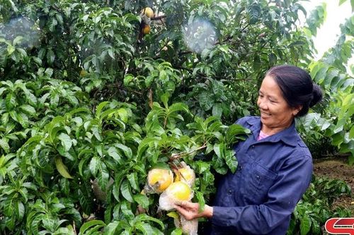 Muổi Nọi chuyển đổi cây trồng trên đất dốc