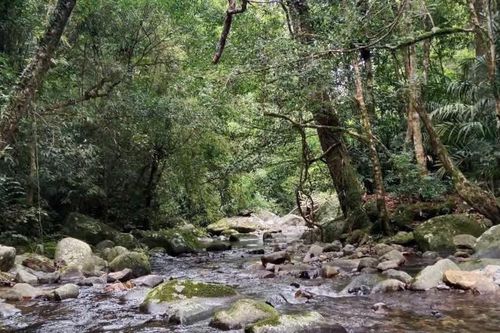 Hơn hai thập kỷ bám trụ giữ rừng Sông Quao