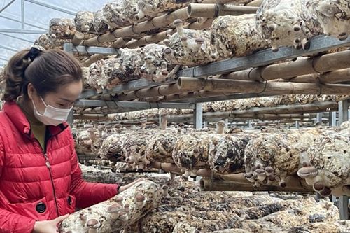 Cao Bằng: Tăng mức hỗ trợ, mở rộng mạng lưới cộng tác viên khuyến công