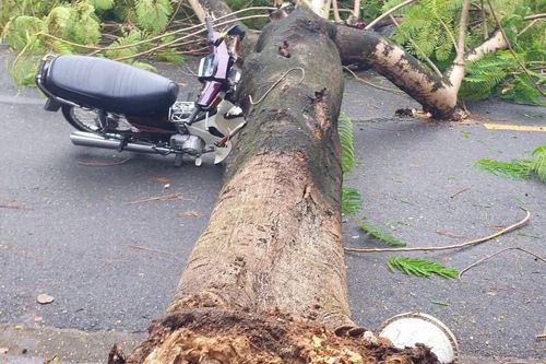 Phượng bật gốc đổ đè 2 xe máy, 4 người may mắn thoát nạn