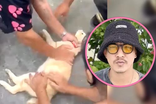 Người đàn ông cứu chú mèo bị điện giật bằng cách hồi sức tim phổi