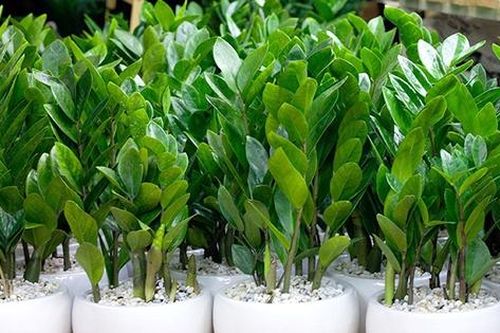 Người mệnh này đại kỵ không được trồng cây kim tiền trong nhà nếu không muốn 'tán gia bại sản'