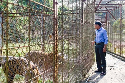 Trang trại nuôi hổ giữa cánh đồng gây tò mò ở Thanh Hóa