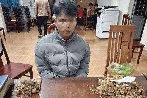 Bắt nhóm trộm gần 300 gốc sâm Ngọc Linh