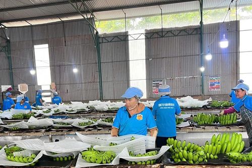 Quảng Tây và Gia Lai 'bắt tay' mở rộng đường xuất nông sản sang Trung Quốc