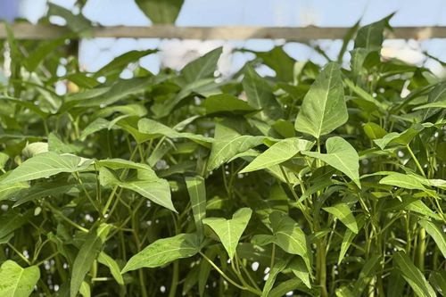 Ăn rau muống sống - lợi hay hại cho sức khỏe?