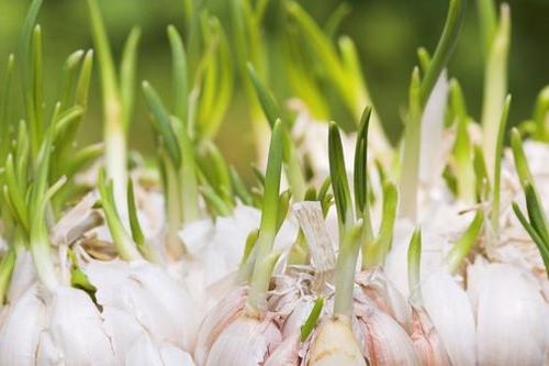 Tỏi mọc mầm - vị thuốc 'giấu mình' trong bếp