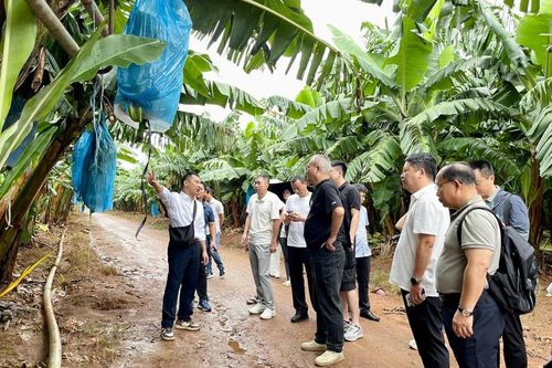Đoàn doanh nghiệp Trung Quốc thị sát nông trường chuối của bầu Đức