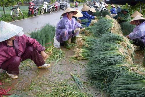 Thương lái chung tay cùng nông dân Nghệ An tiêu thụ rau thu hoạch non do ngập úng
