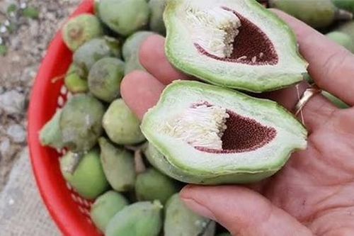 Loại cây mọc dại khắp Việt Nam trước không ai 'ngó', ở nước ngoài gần nửa triệu/kg