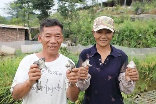 Công nhân bỏ phố về quê nuôi 'ếch vàng', thu hơn 700 triệu/năm